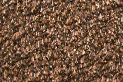 Natuflex Droogloopmat - 100x60cm - Donker Bruin - Deurmat -Huisdecoratie Winkel natuflex droogloopmat donker bruin deurmat 3 1